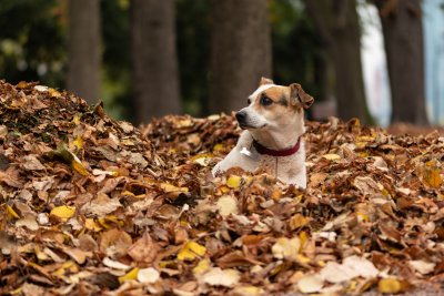 leaves and dog