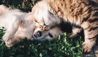 ANIMAL CONTROL PETS