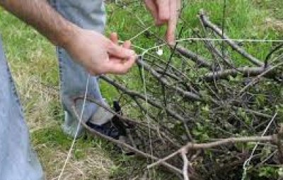 branches